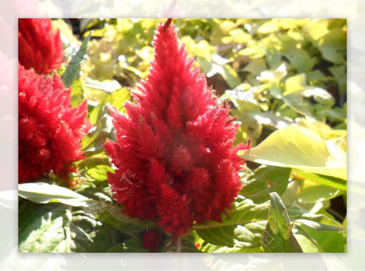 水滴红色花簇图片