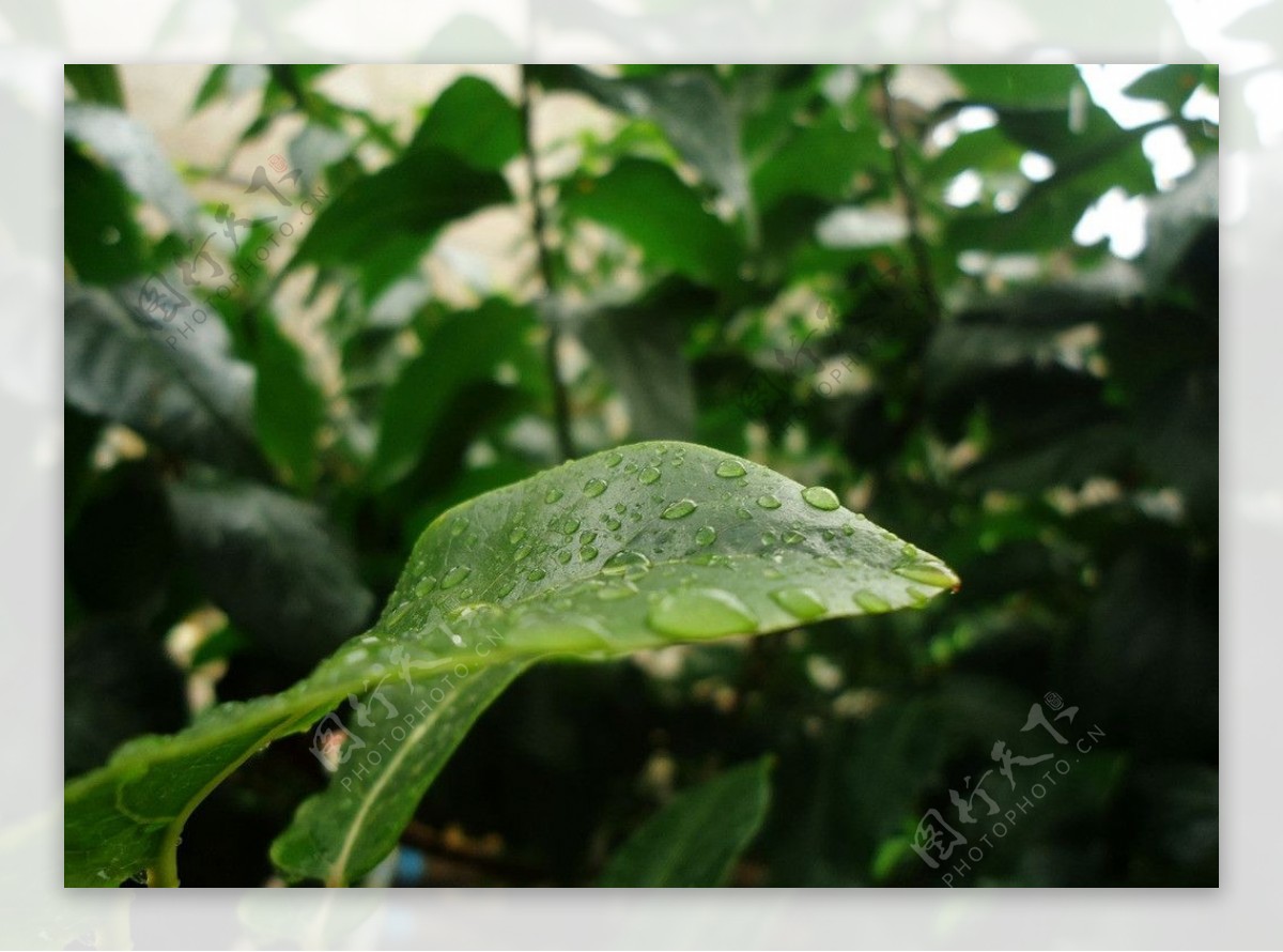 雨中树叶图片