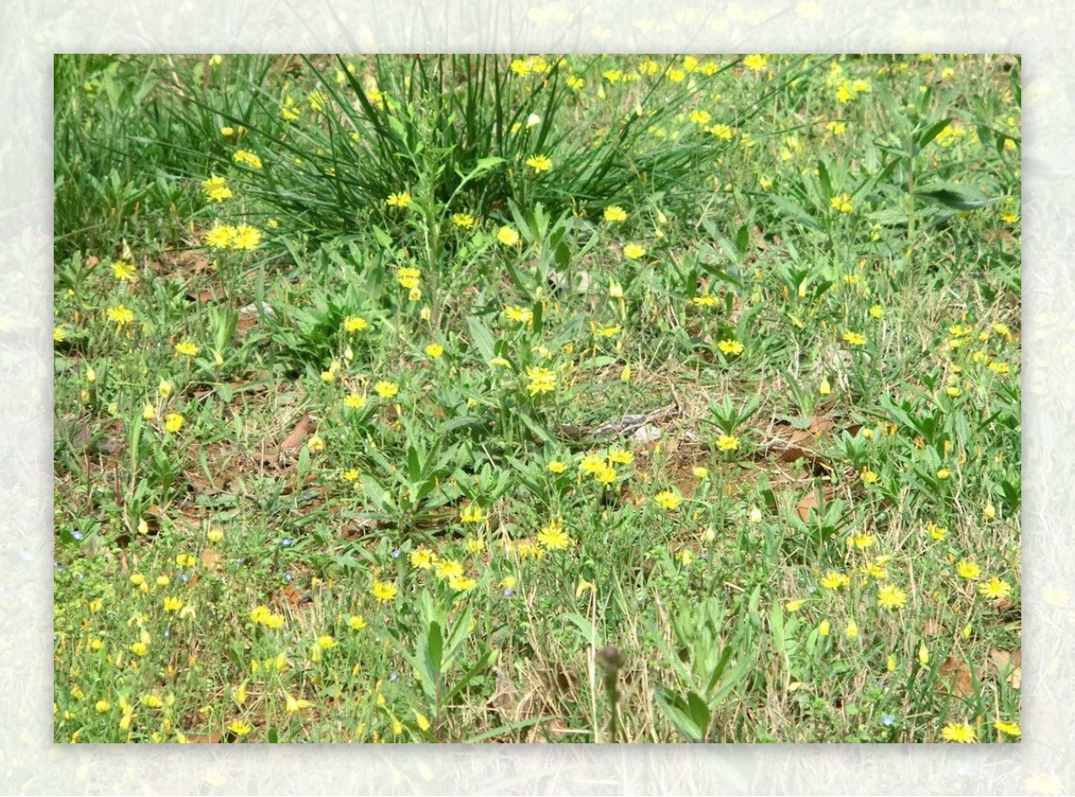 黄色野花黄鹌菜图片
