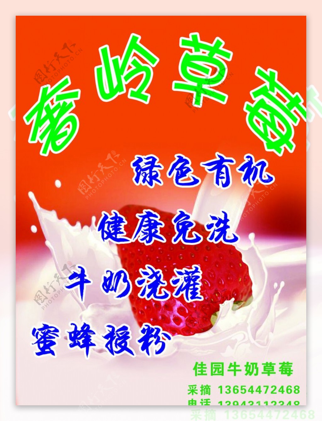 牛草莓海报宣传牛奶草莓图片