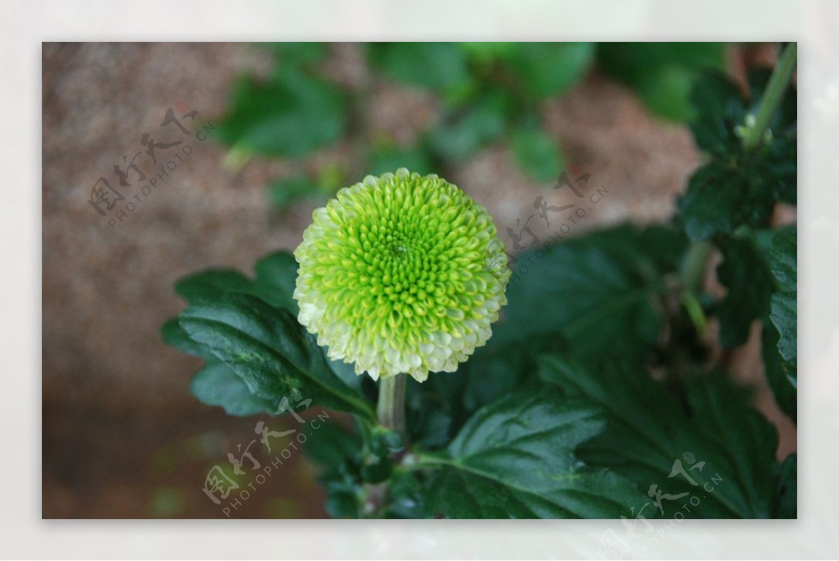 昆明大观楼金秋菊花展摄影图片