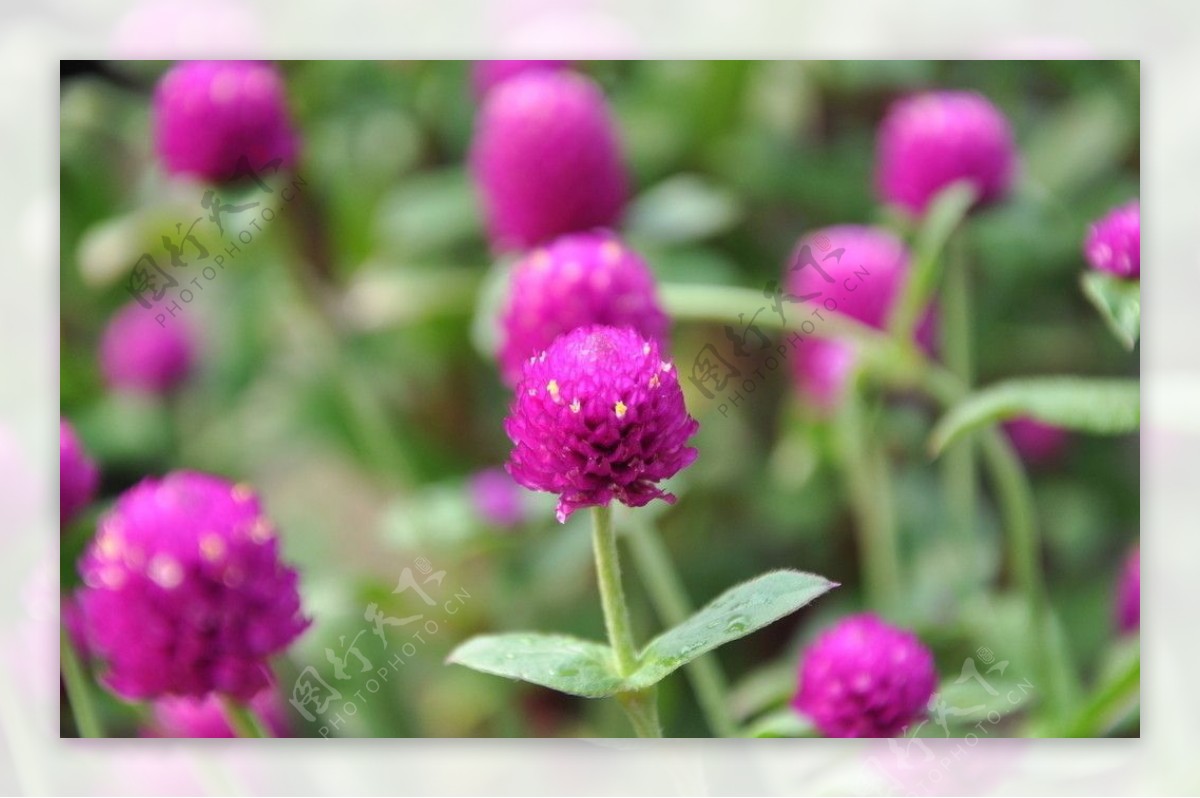 圆玄道观漂亮花草图片