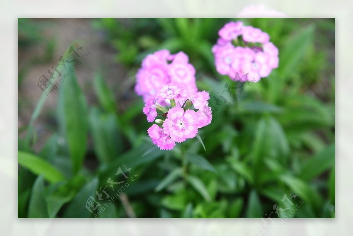 石竹，石竹科石竹属。别名：洛阳花、石柱花。多年生草本。茎丛生|石竹|先端|卵形_新浪新闻