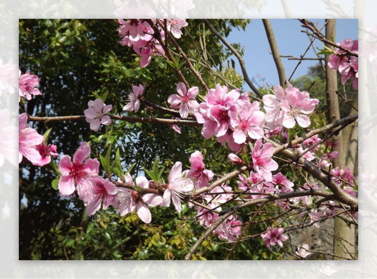 桃花图片