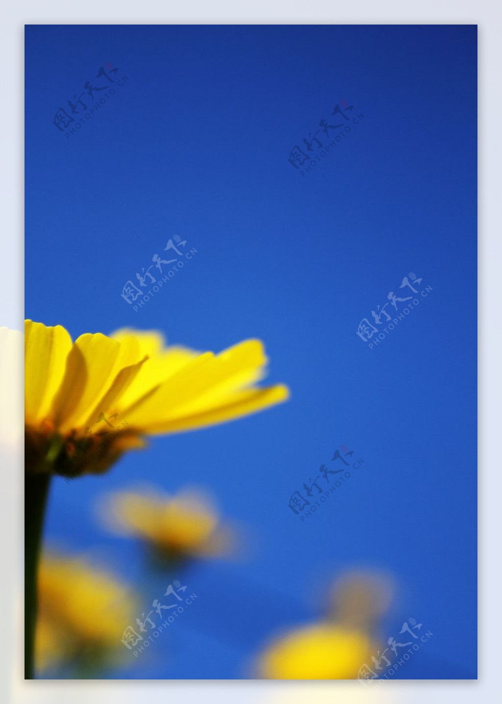 晴空下的黄色野花图片