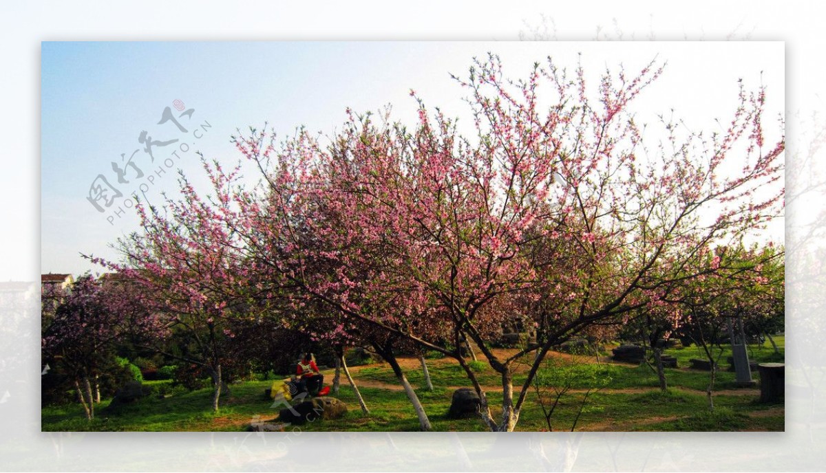 桃花树与桃花非高清图片