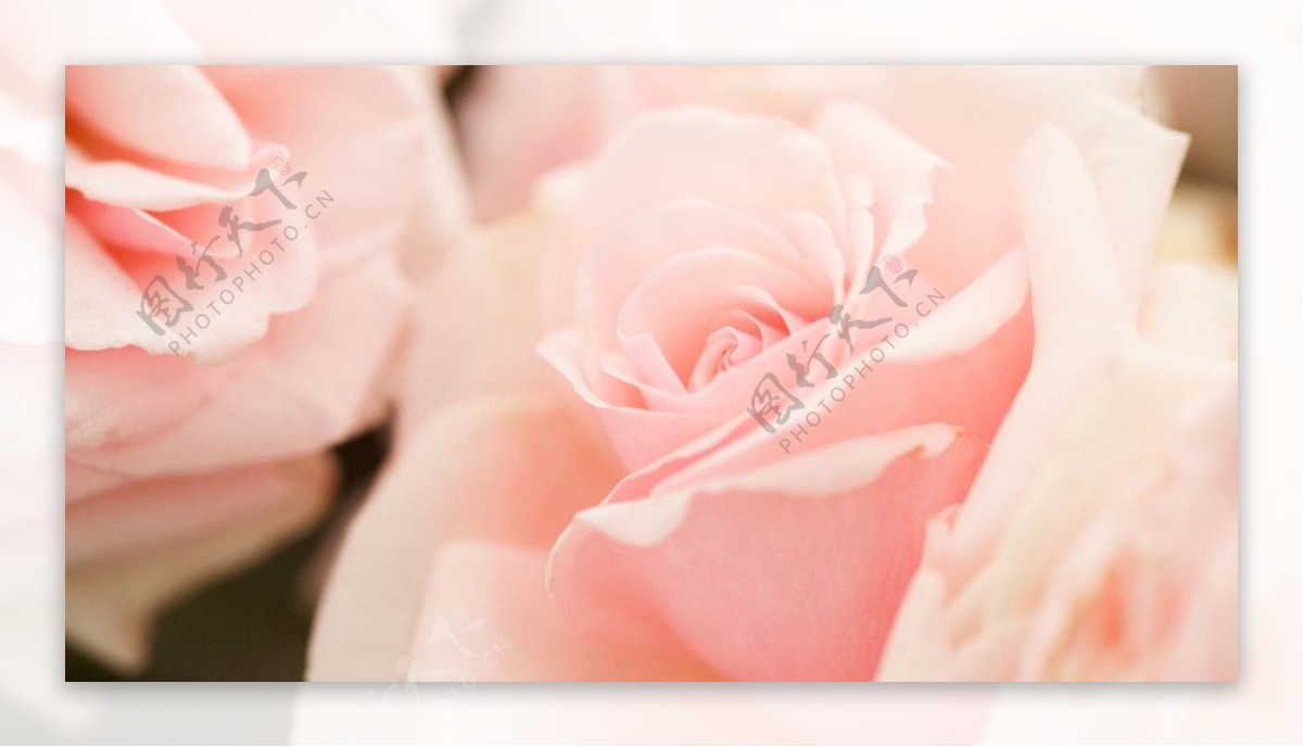 粉玫瑰花图片