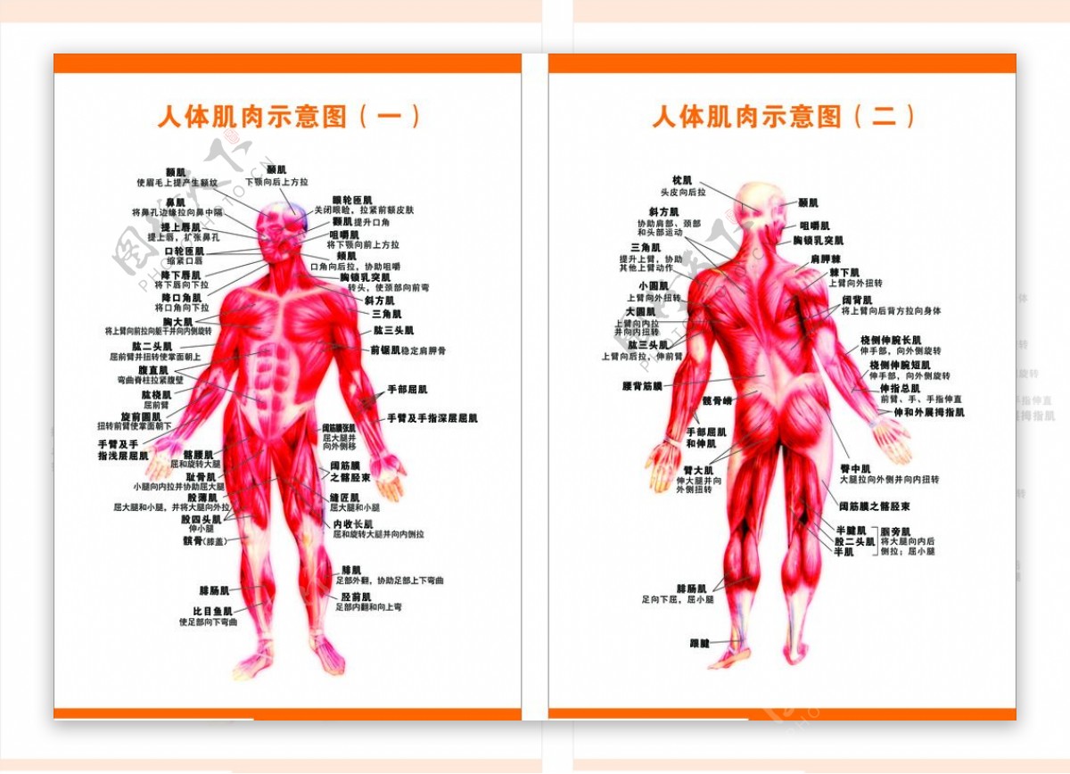 人体肌肉示意图人体肌肉分布图片