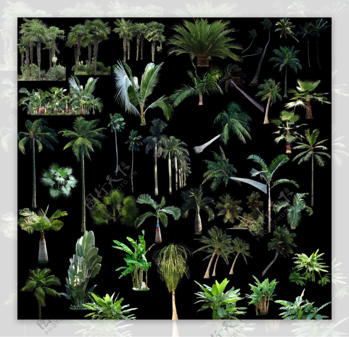 棕榈类植物图片