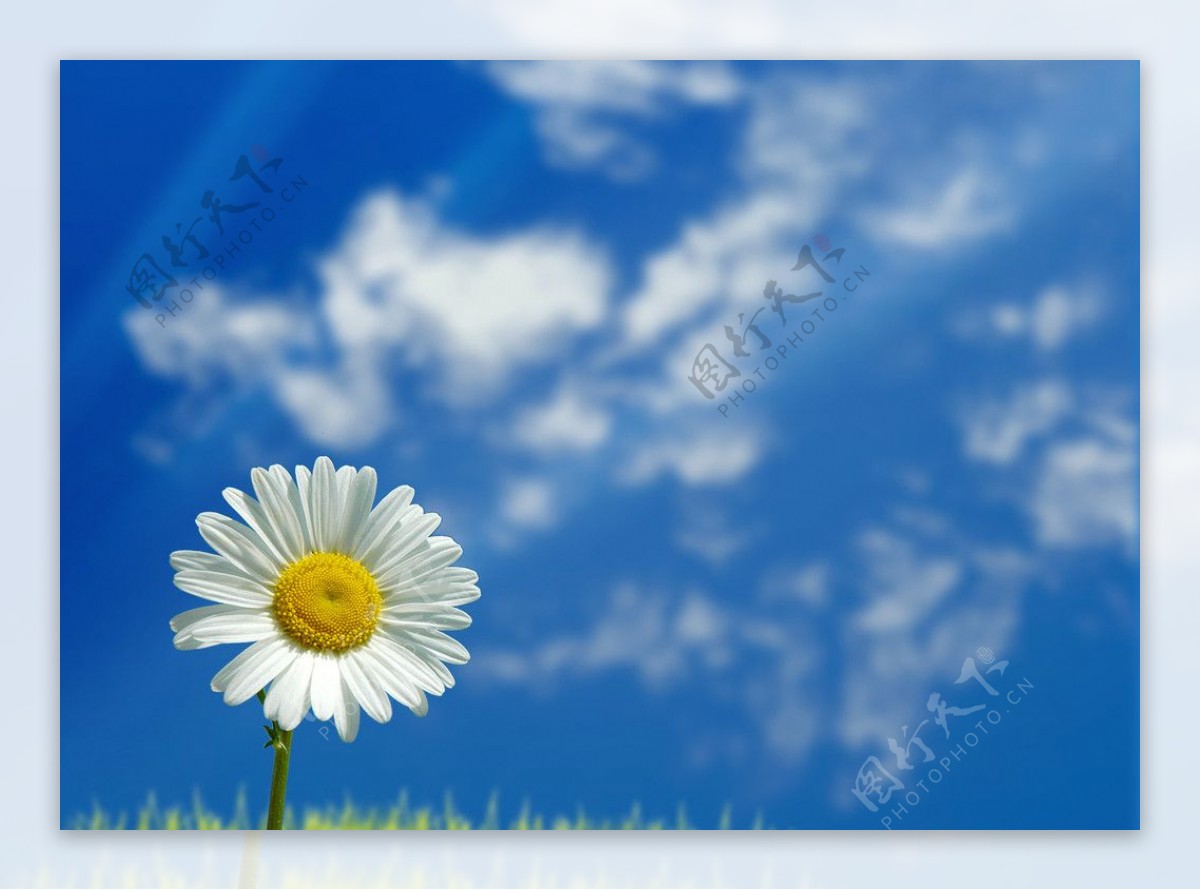 蓝天菊花图片