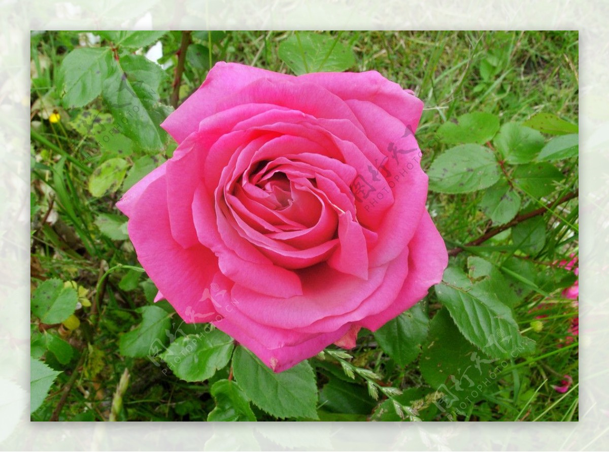 英国原本色红玫瑰图片