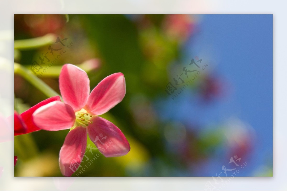 粉红色小花近照特写图片