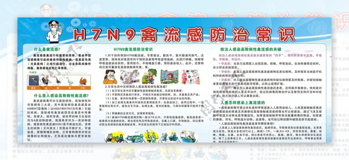 H7N9禽流感防治常识图片
