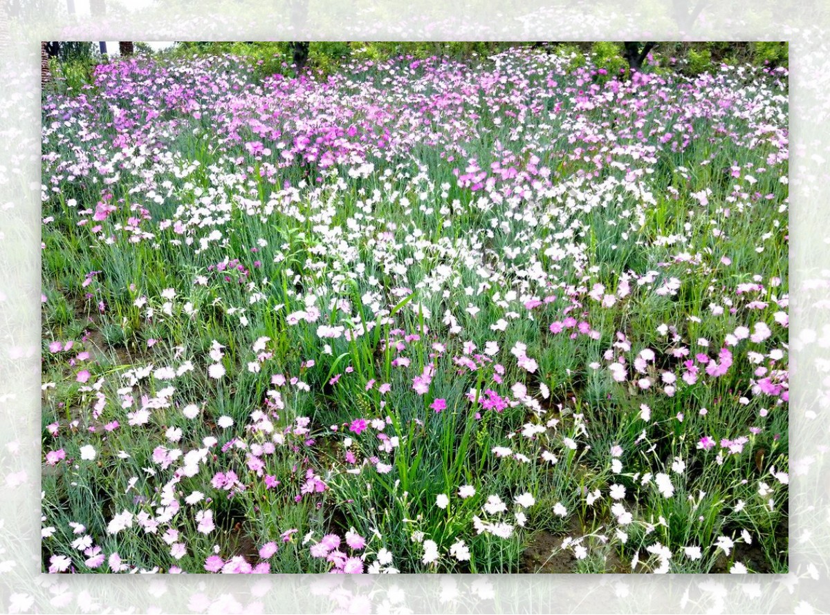 杭州西溪湿地野花图片