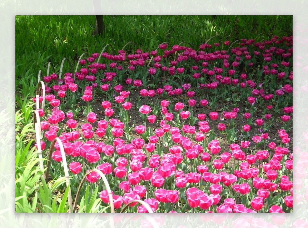 郁金香花丛图片