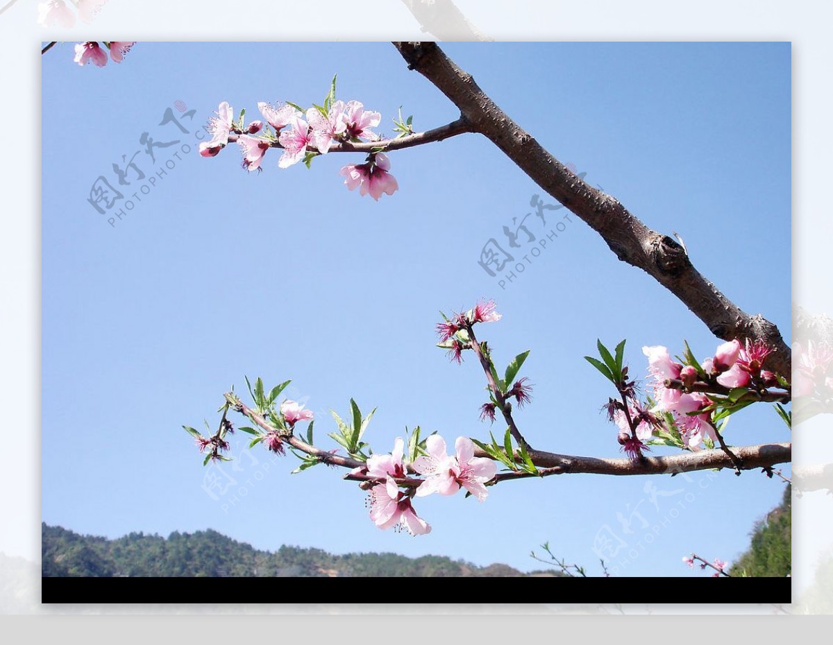 岩山桃花节图片