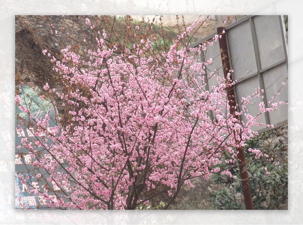 春花图片