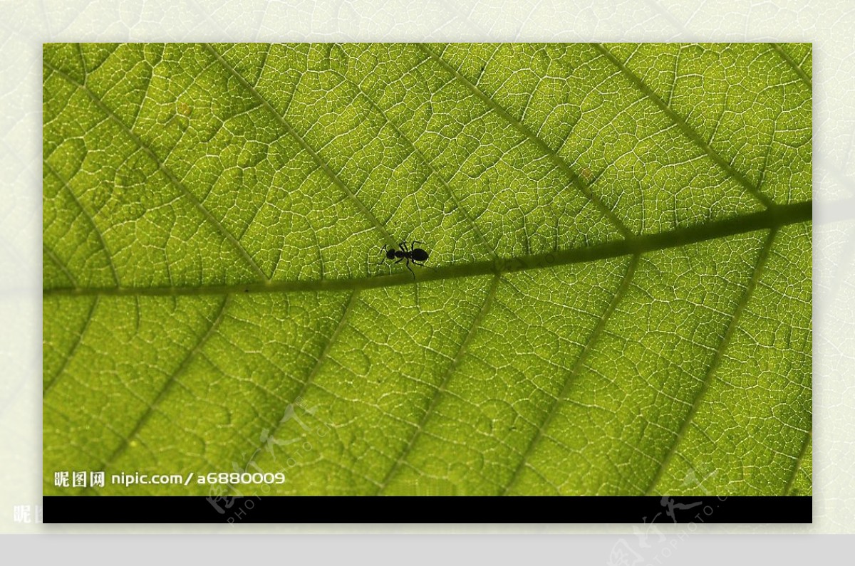 蚂蚁与绿叶图片