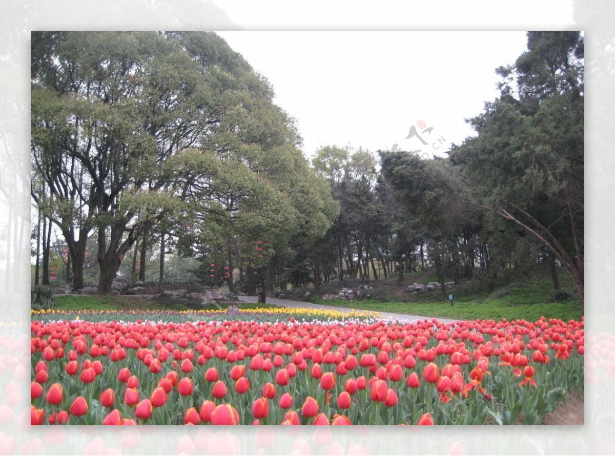 林间花地图片