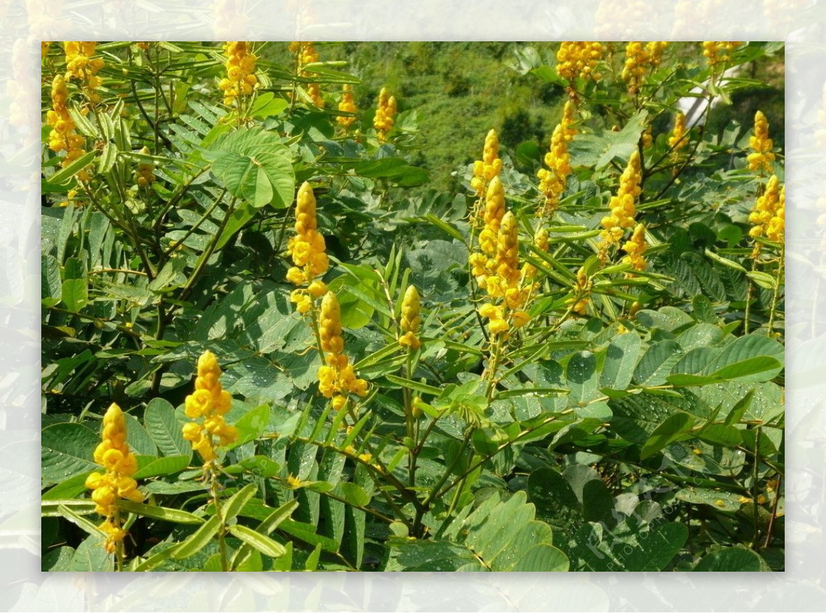 蜡烛花花卉非高清图片