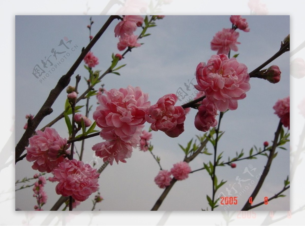 桃花三月的桃花北京植物园桃花图片