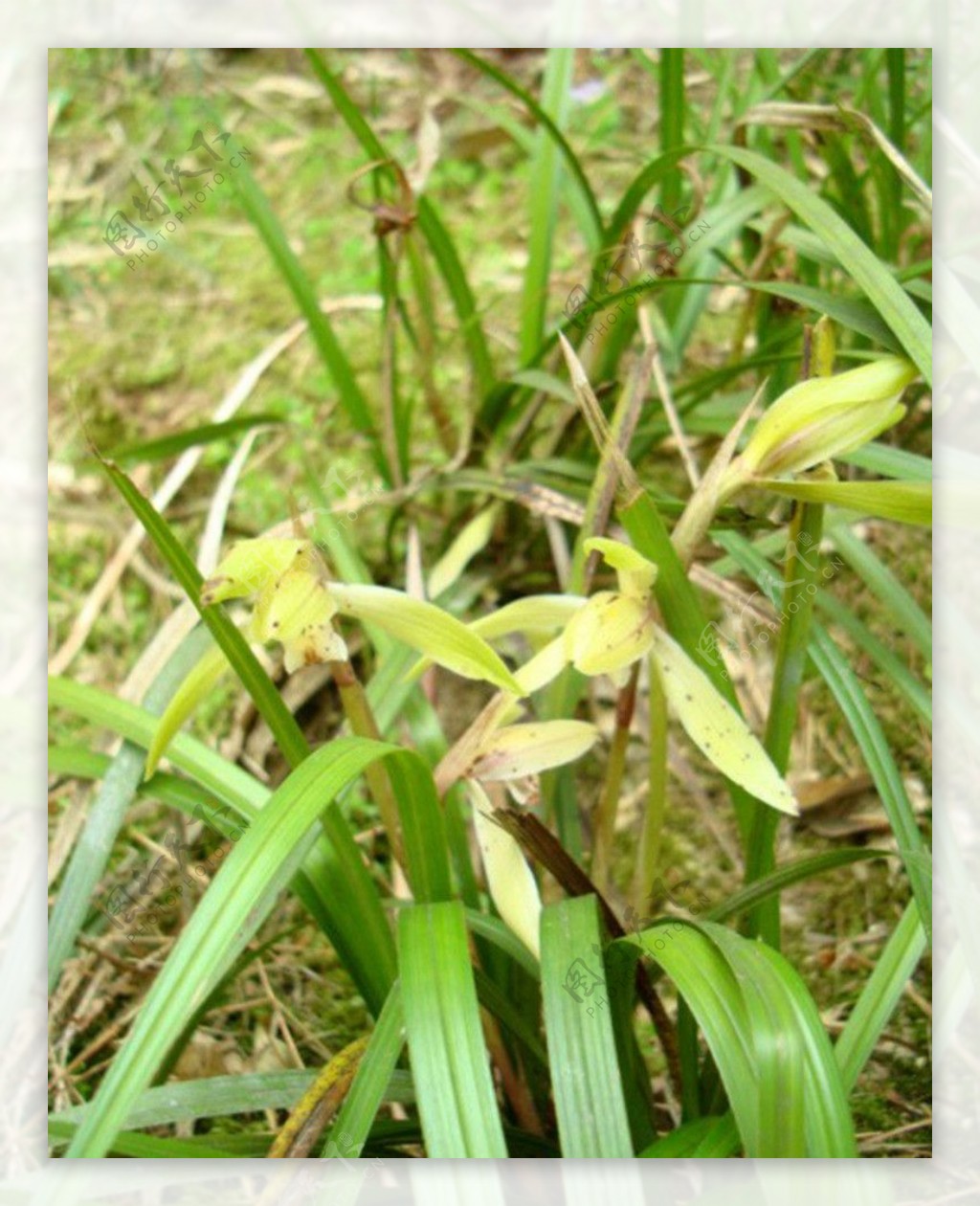 兰花春兰山兰胡姬花图片