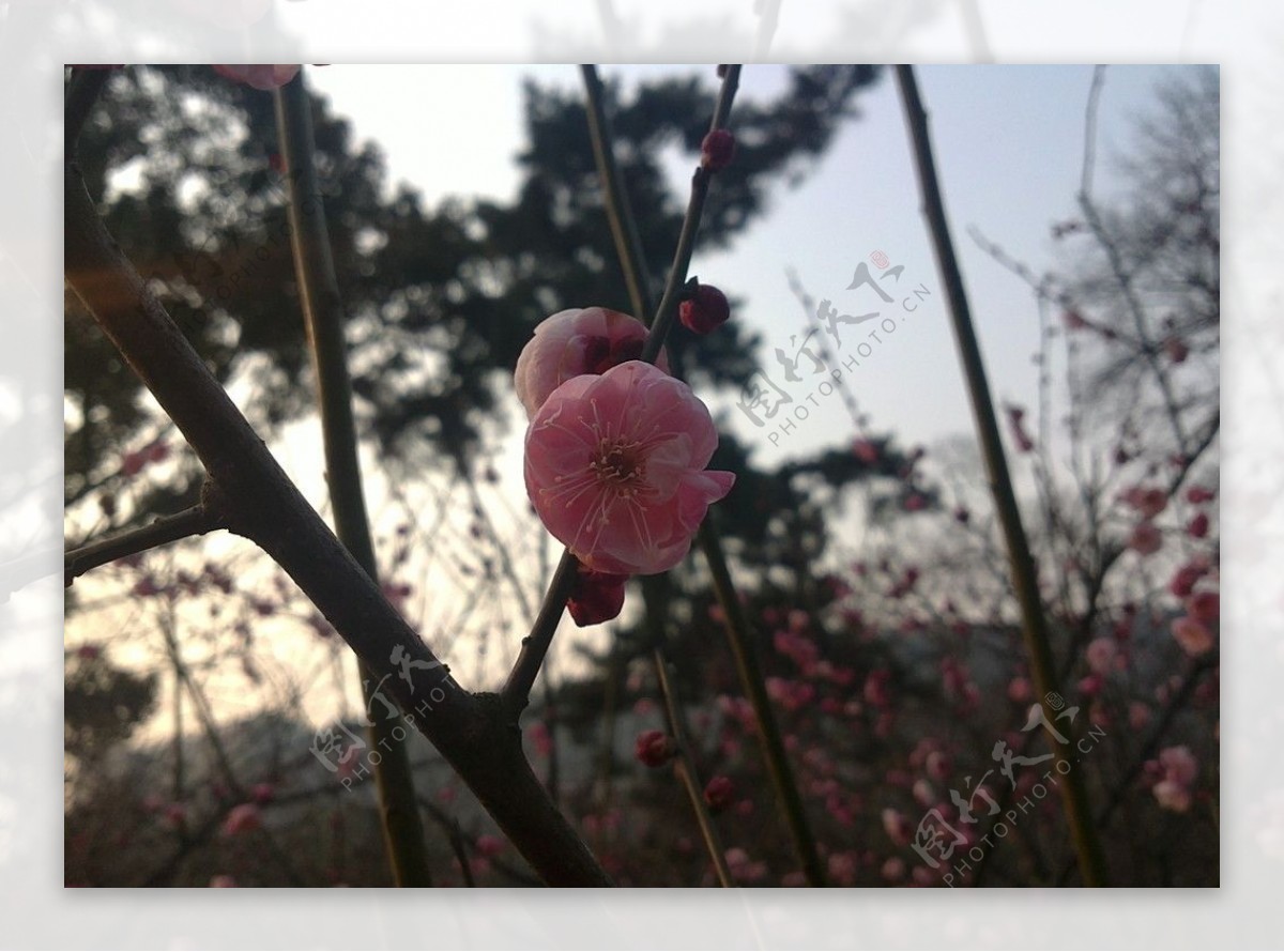 梅花图片