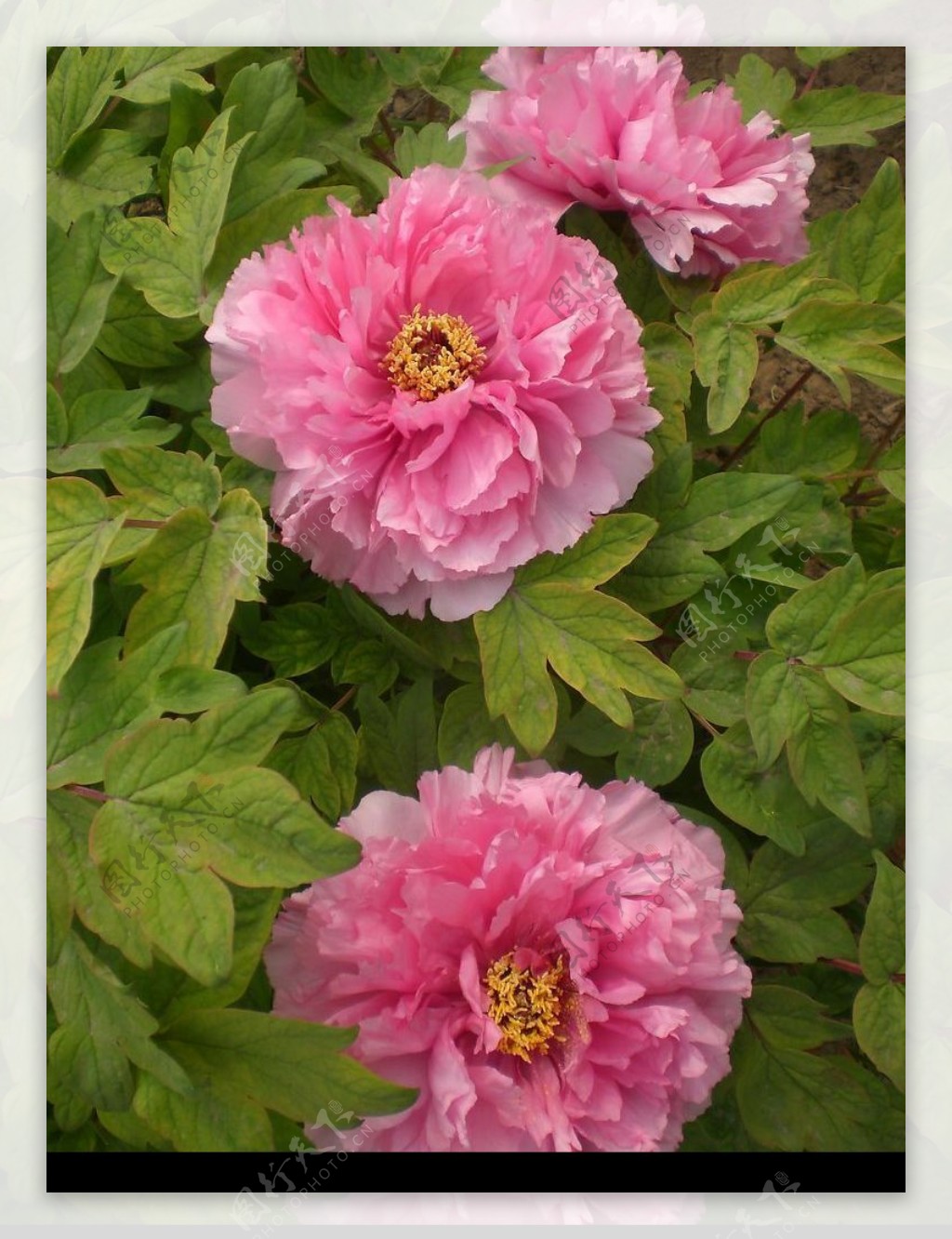 三朵粉色牡丹花图片