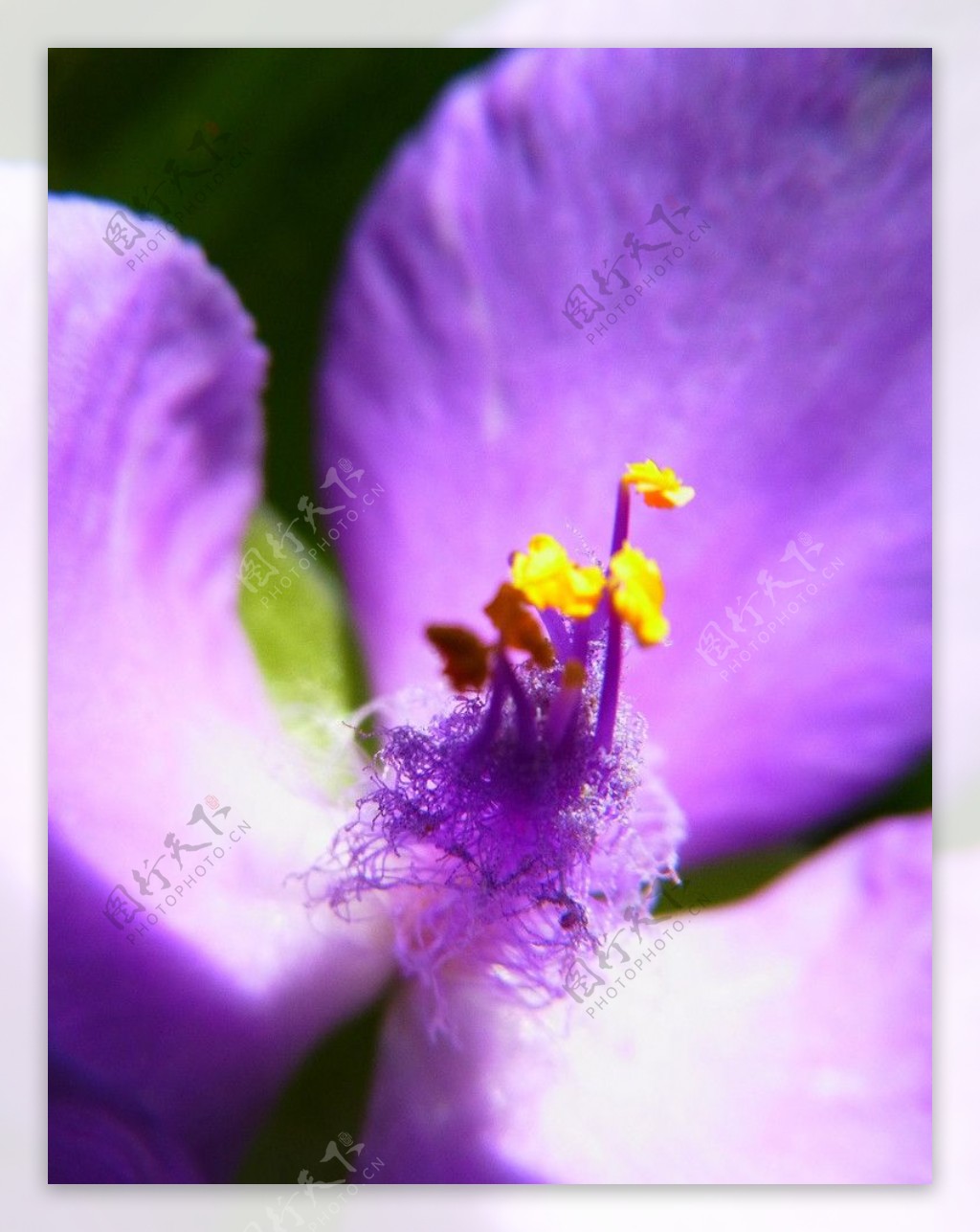 紫花微距图片