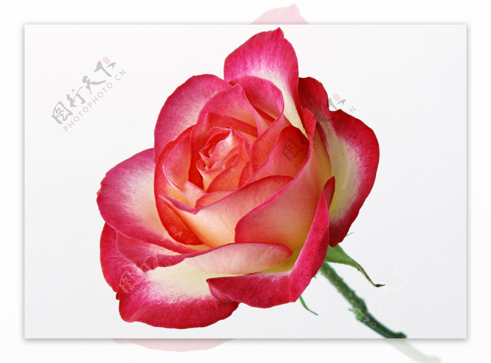 10款双色玫瑰品种介绍，每一款都美到窒息！ - 知乎