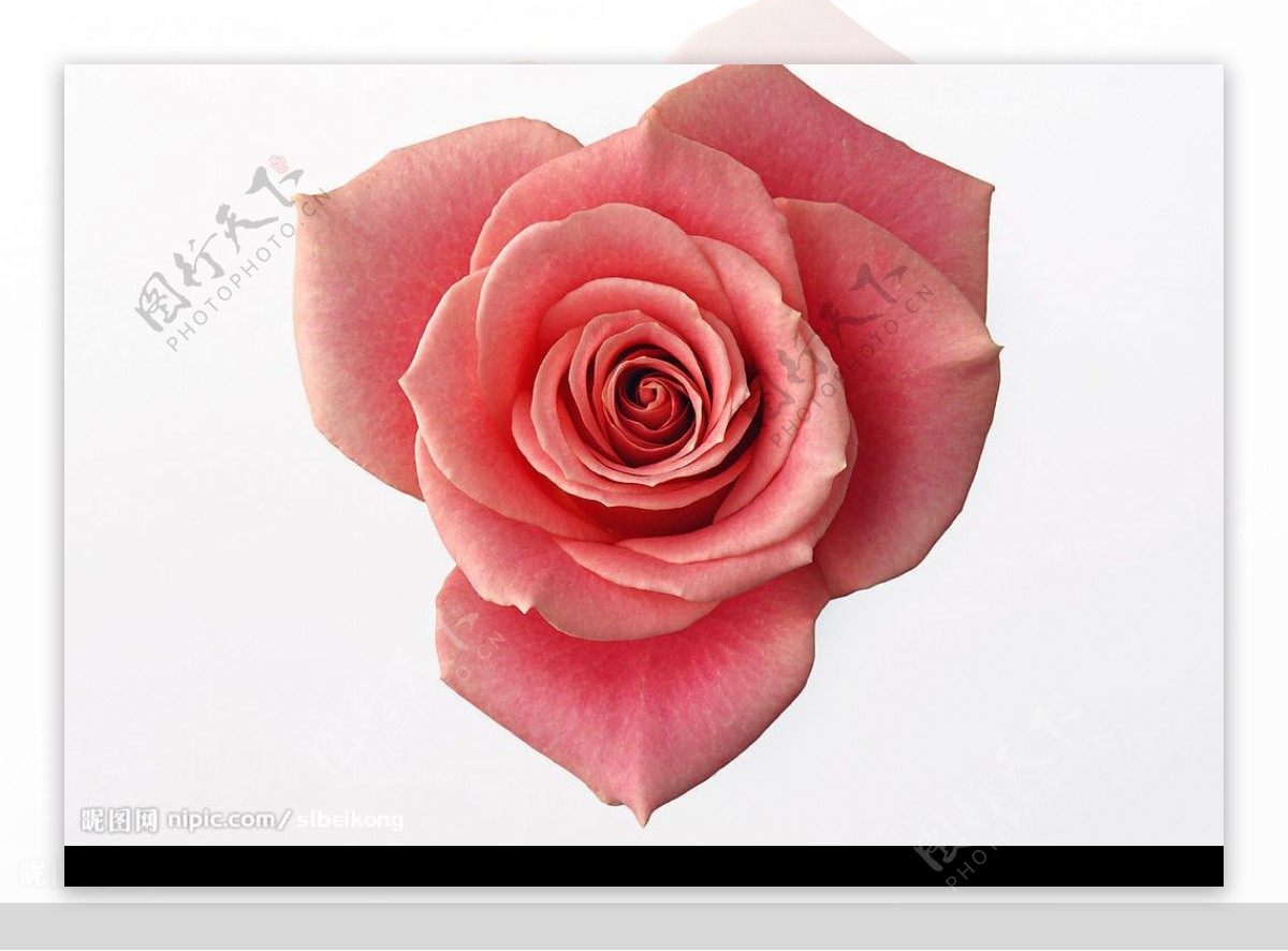 高清玫瑰花粉色图片