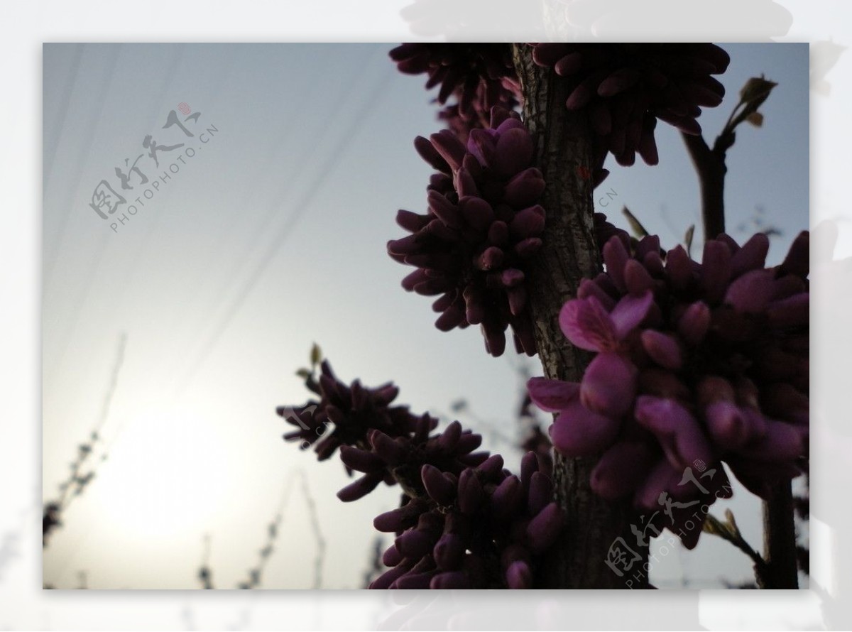 紫色花图片