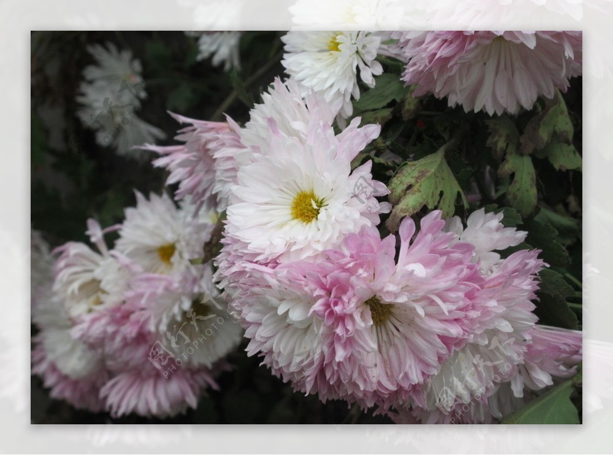 红白菊花图片