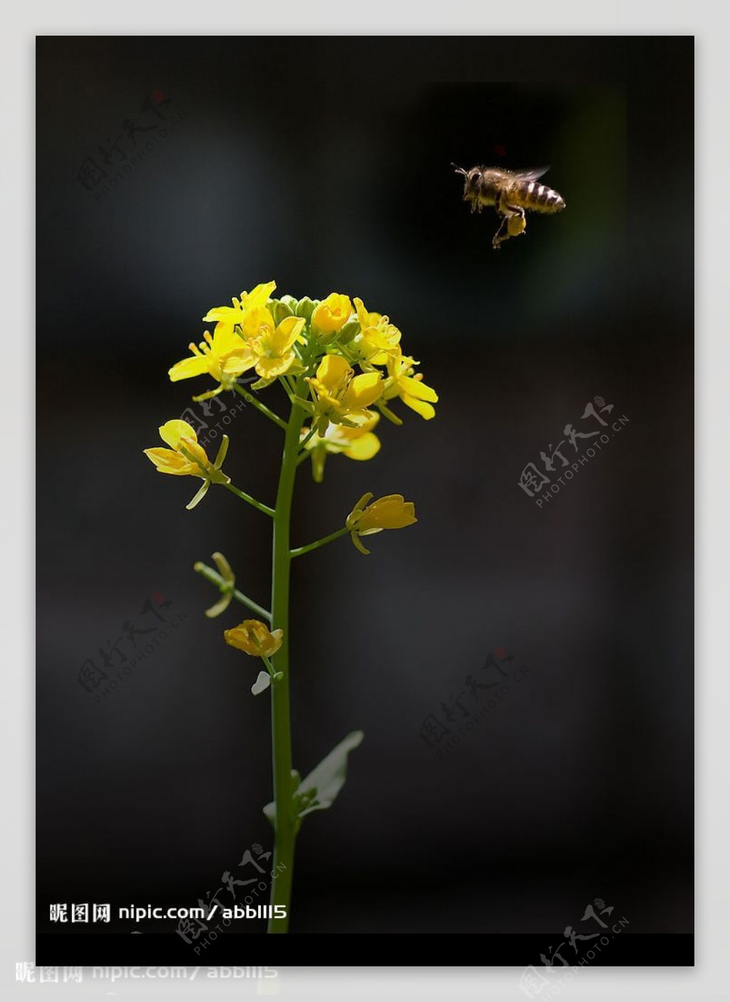 招蜂惹蝶图片