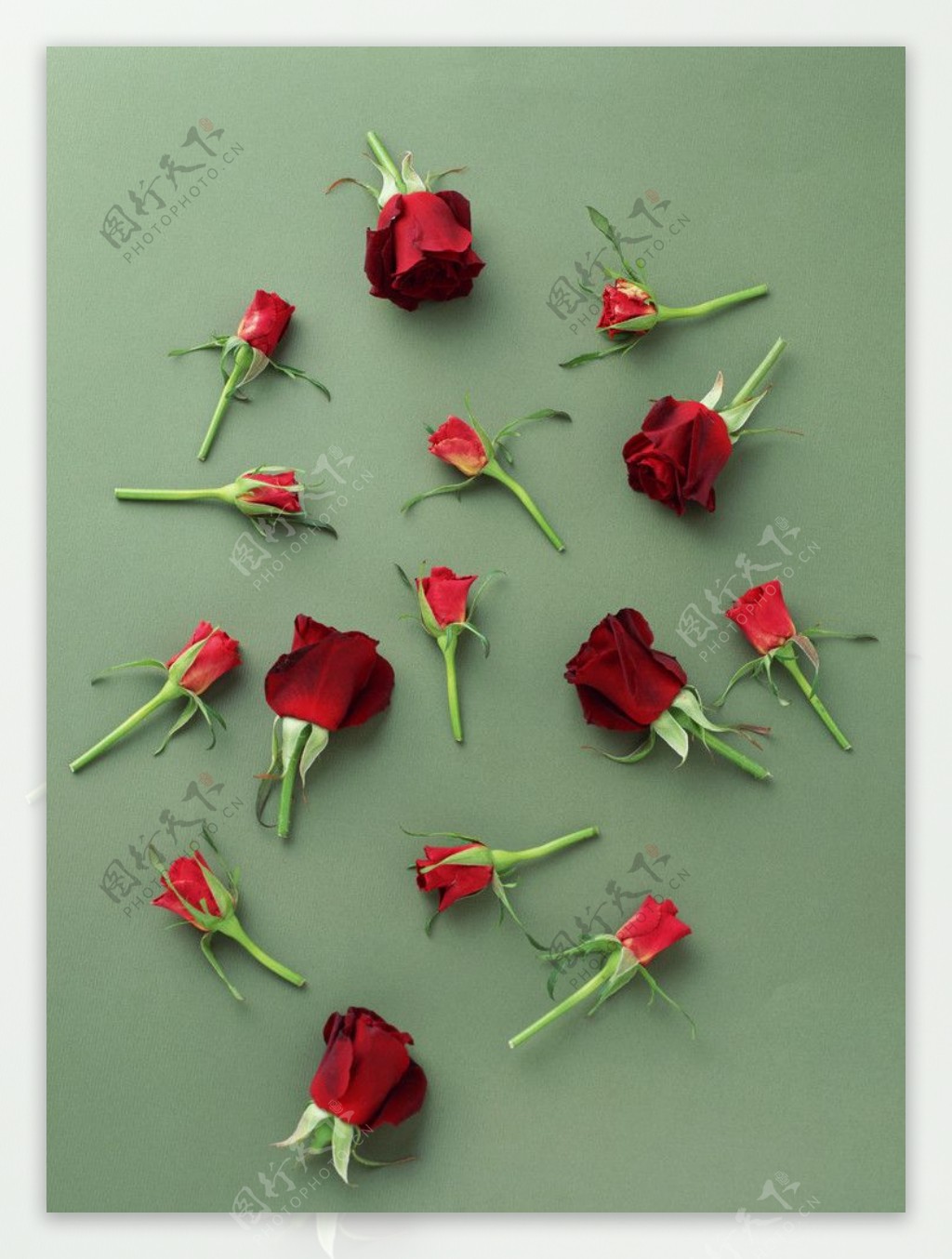 散落满地的玫瑰花图片