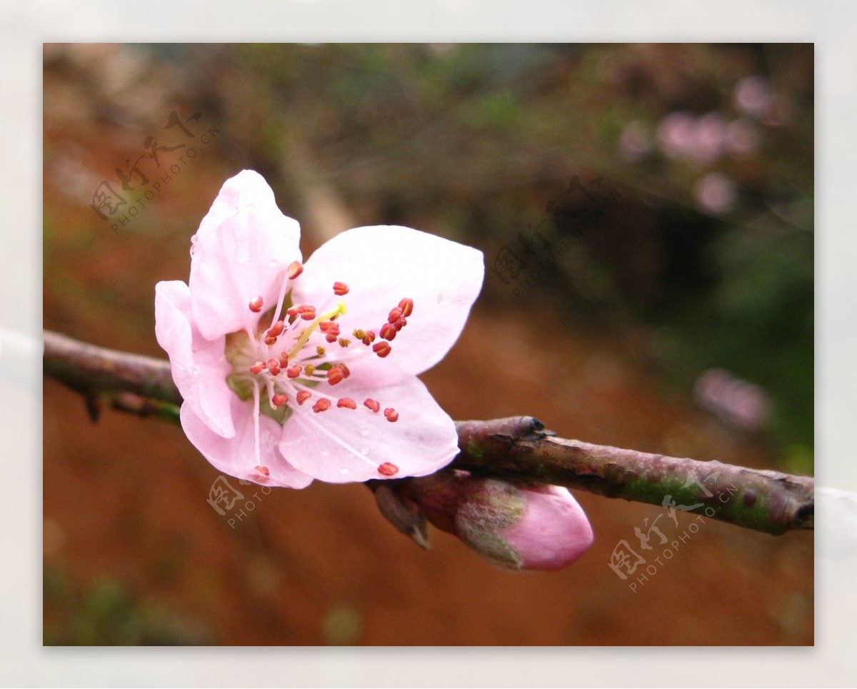 鲜花图片