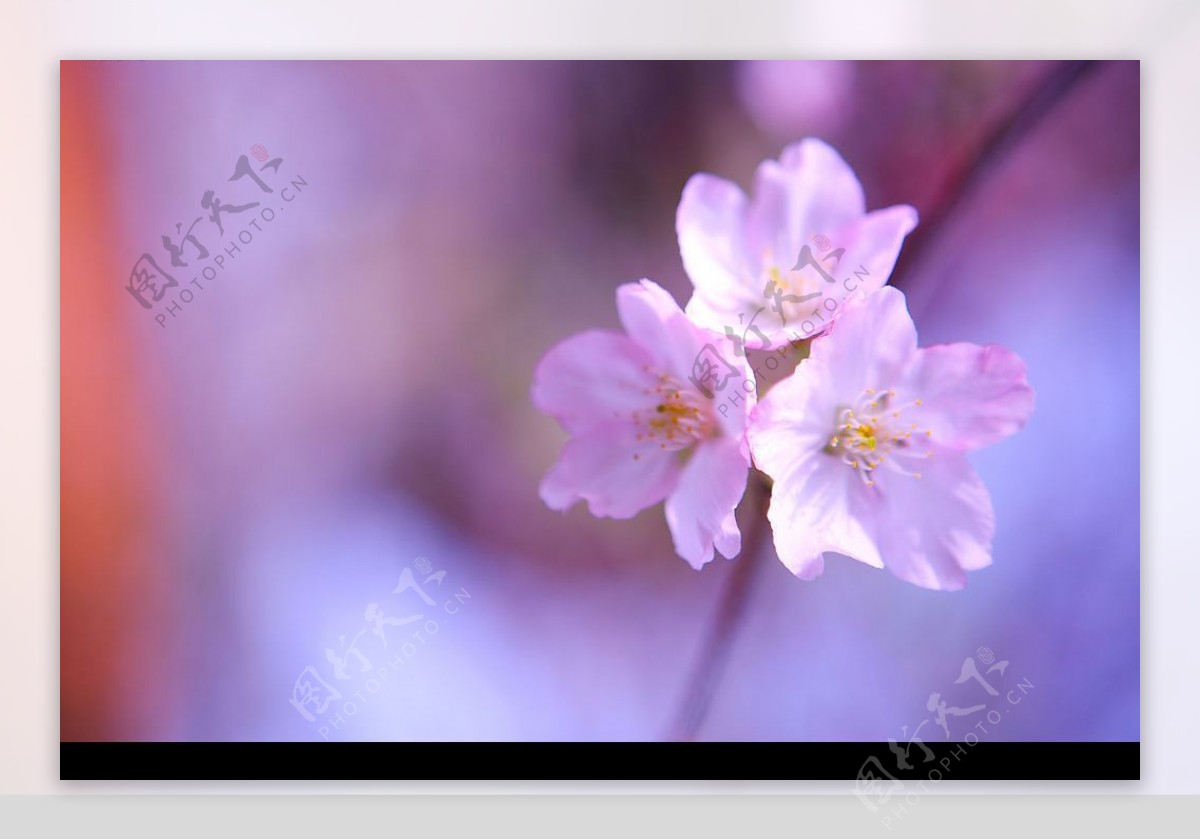 美丽樱花之摄影图图片
