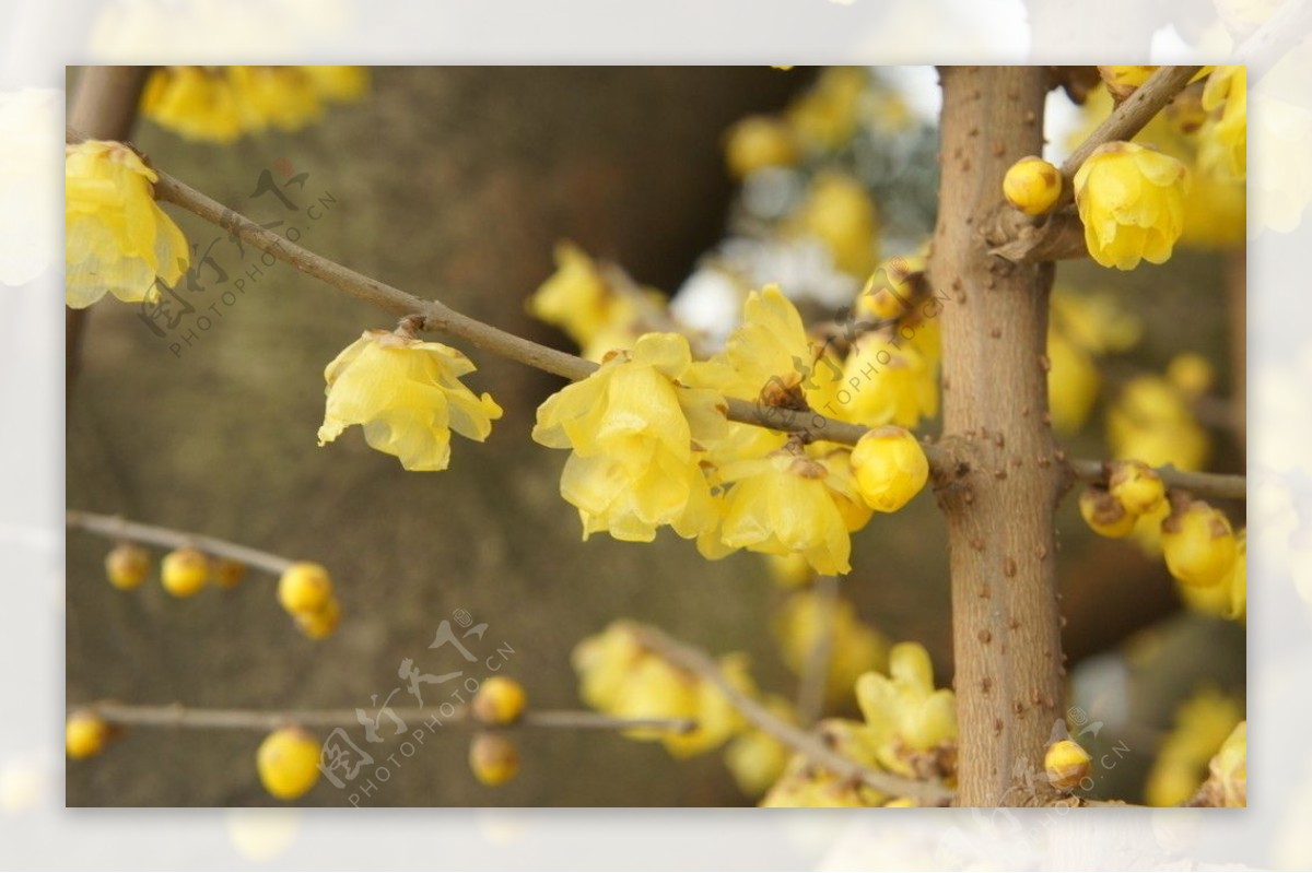 梅花蜡梅图片