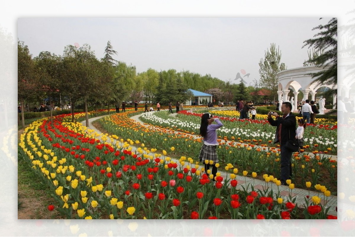 郁金香花园图片