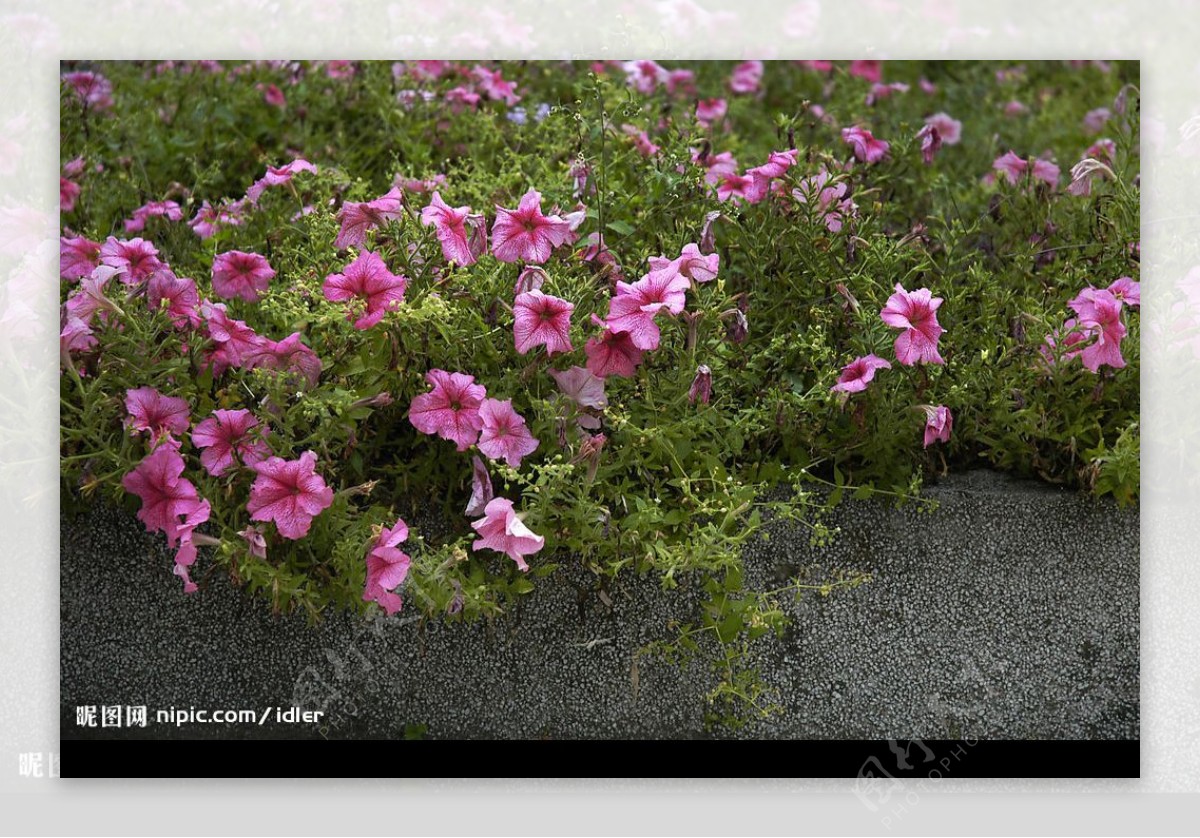 粉红花簇图片