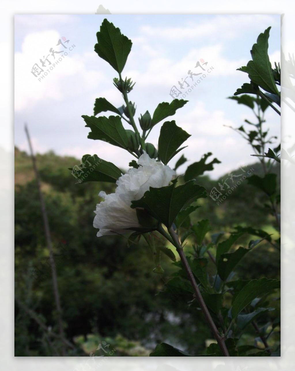 茉莉花图片