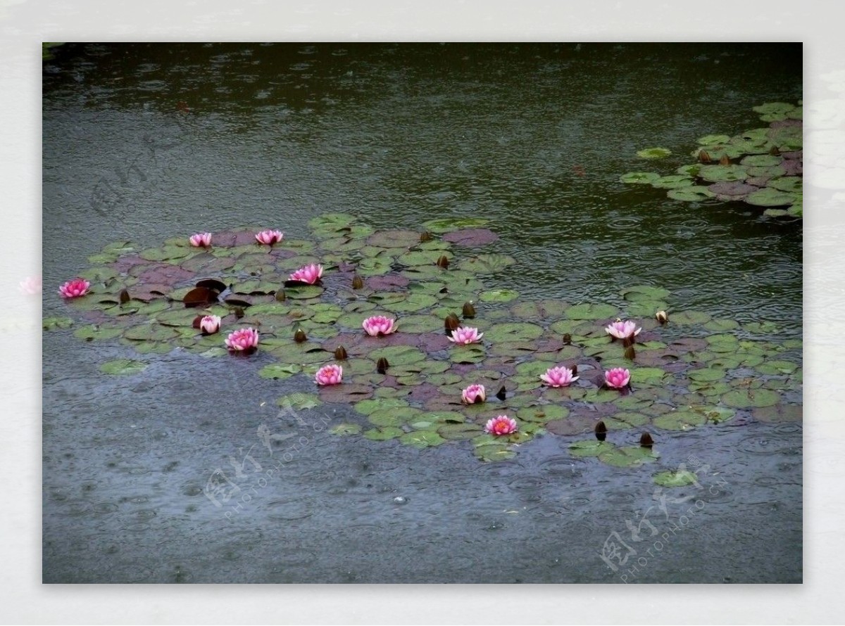 池塘里的睡莲图片