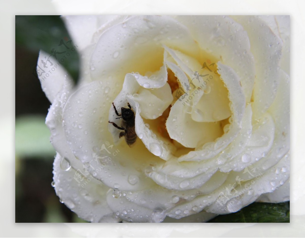白玫瑰特写蜜蜂水珠水滴图片
