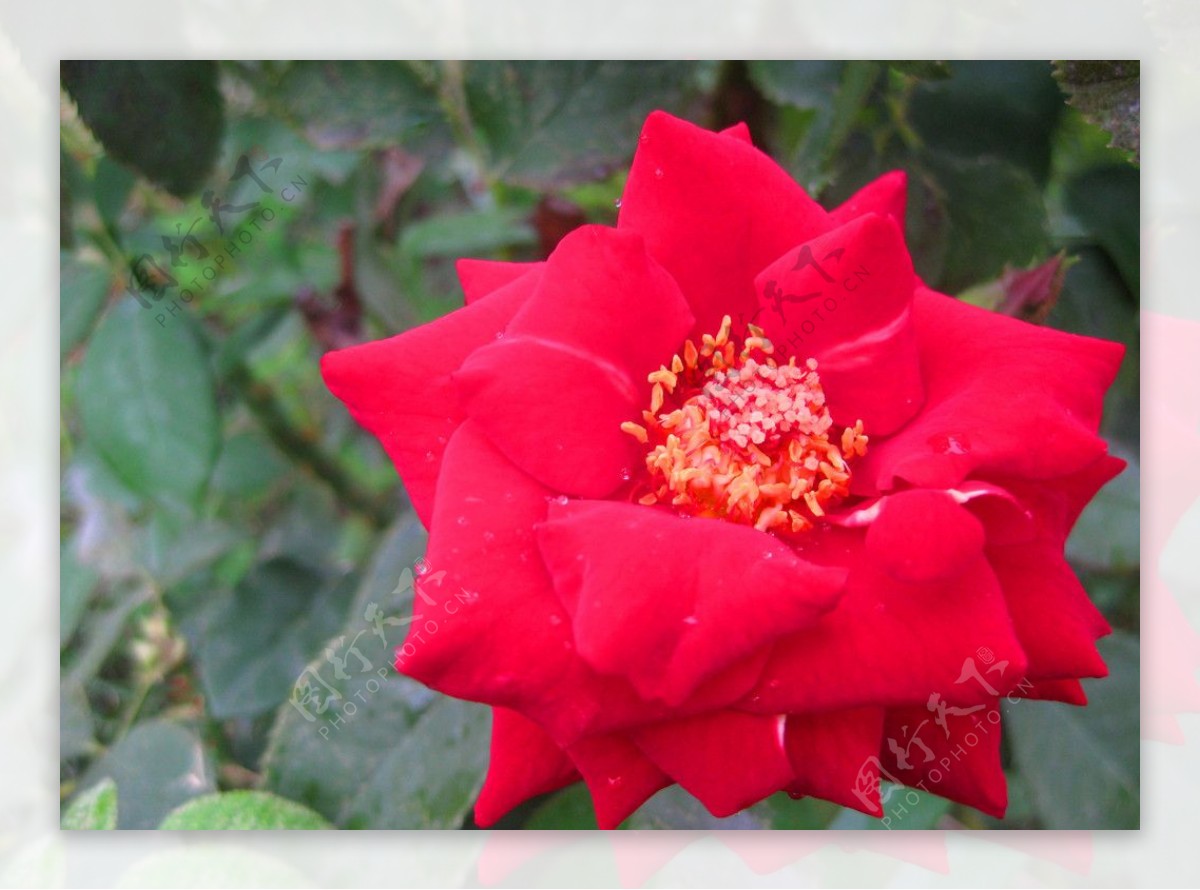 玫瑰红月季花图片