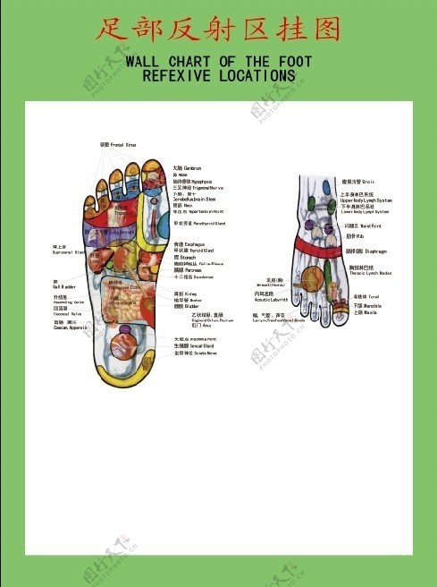 足部反射区挂图图片