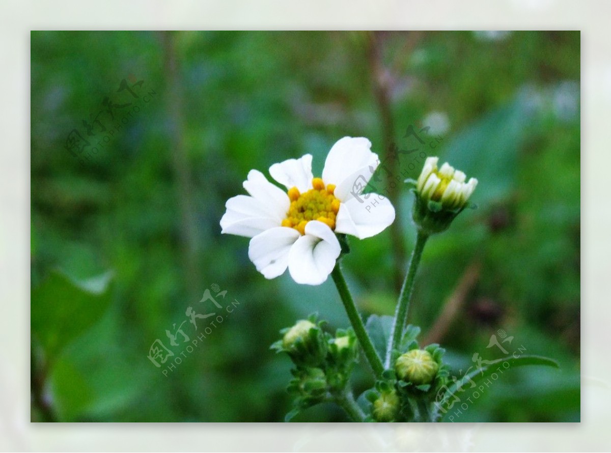 菊花图片