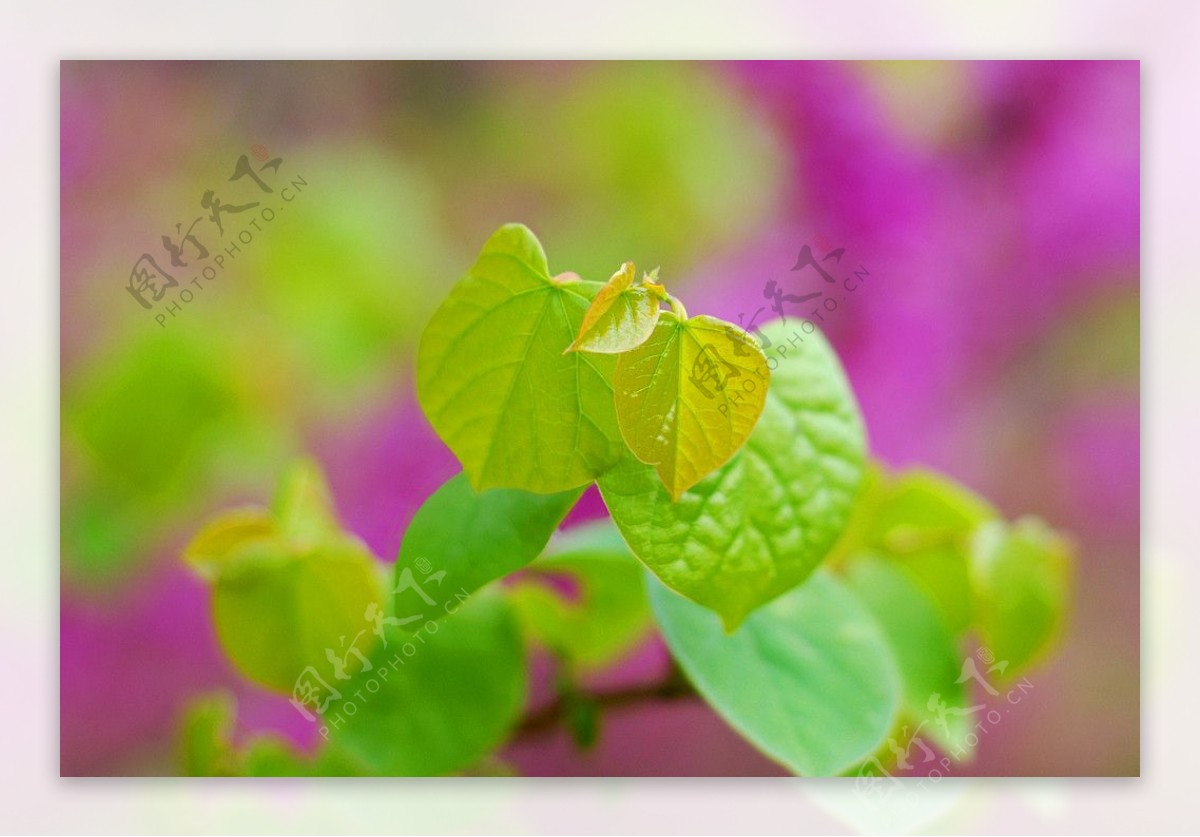 紫荆花的嫩叶图片