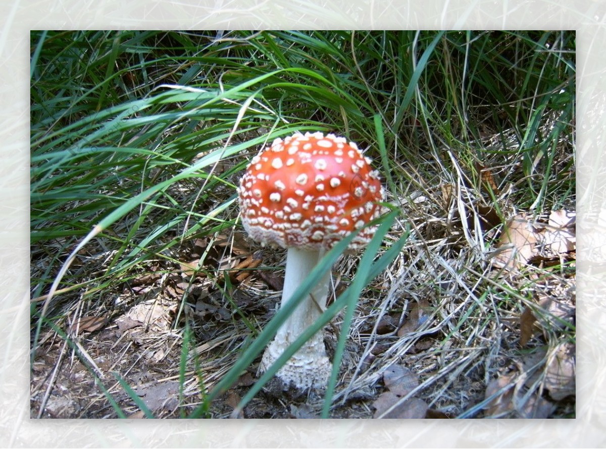 奇异的蘑菇图片