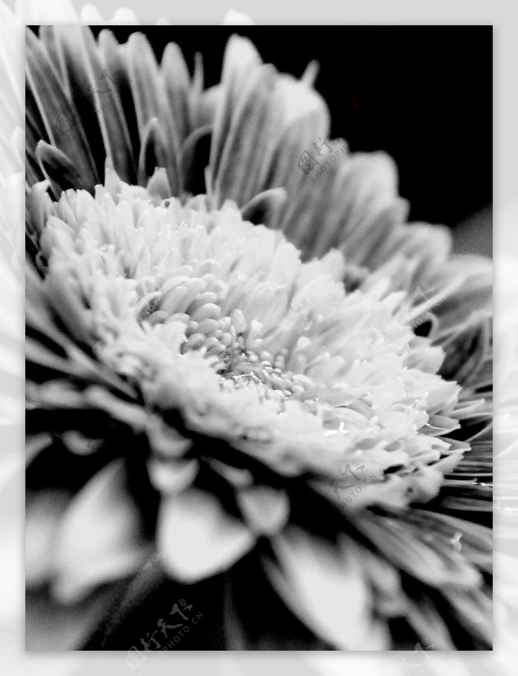 黑白印象太阳花图片