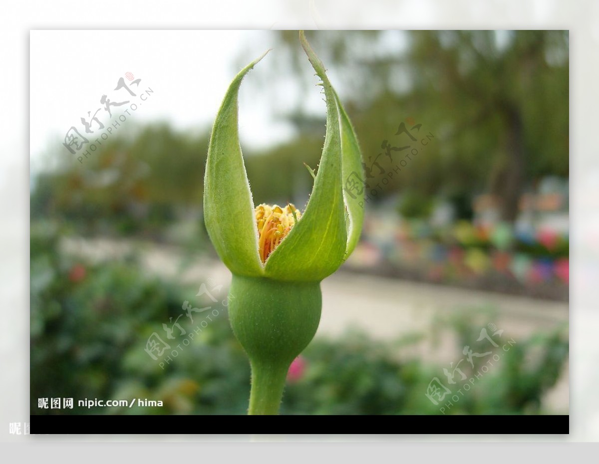 玫瑰花蕾花苞图片